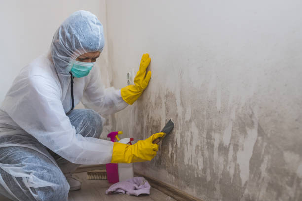 Best Insurance-Related Mold Remediation in Uhland, TX
