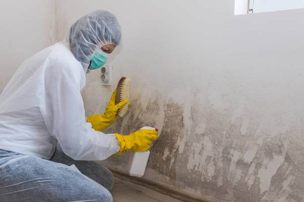 Best Preventive Mold Services in Uhland, TX
