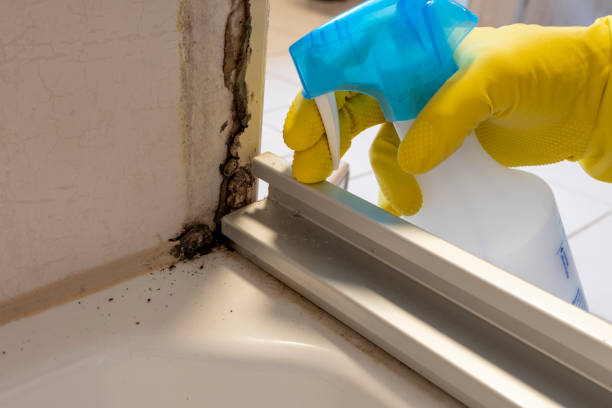 Best Mold Remediation for Specific Building Types in Uhland, TX