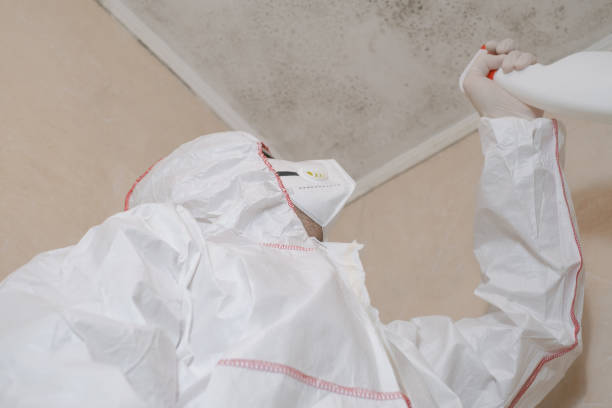 Best Post-Flood Mold Remediation in Uhland, TX