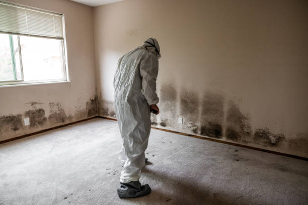 Trusted Uhland, TX Mold Remediation Experts
