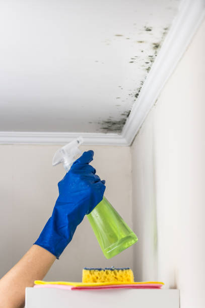 Best Localized Mold Remediation (e.g., coastal areas, humid climates) in Uhland, TX
