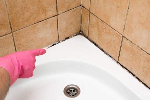 Best Crawl Space Mold Remediation in Uhland, TX